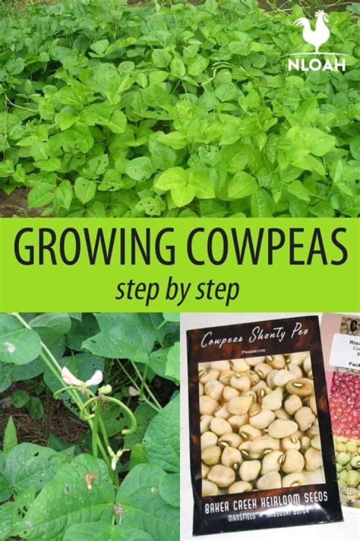 How do you plant cowpea seeds