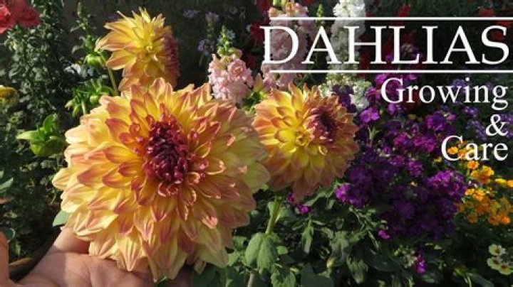 How do you plant dahlia bulbs UK?