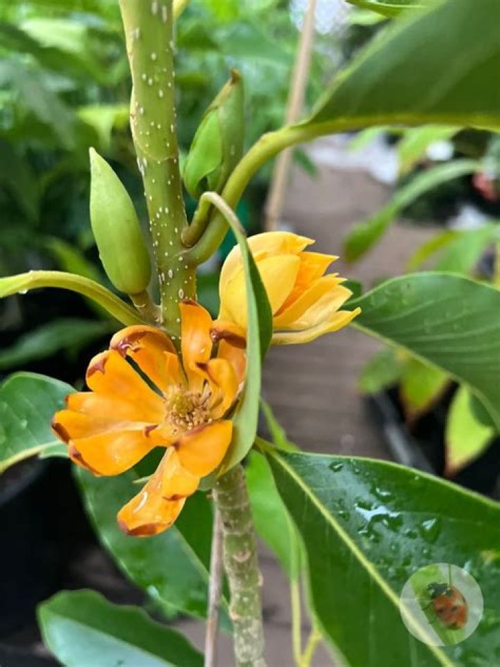 How do you plant michelia Champaca