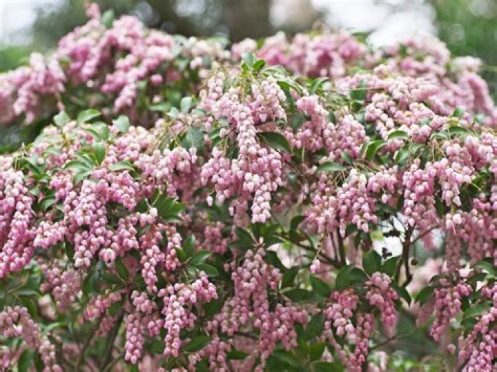 How do you plant Pieris