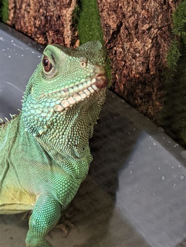 How do you prevent mouth rot in Chinese water dragons?