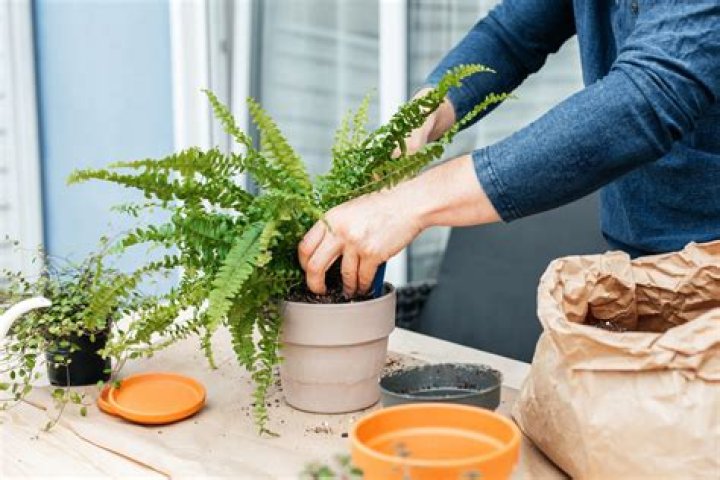 How do you propagate an indoor fern?