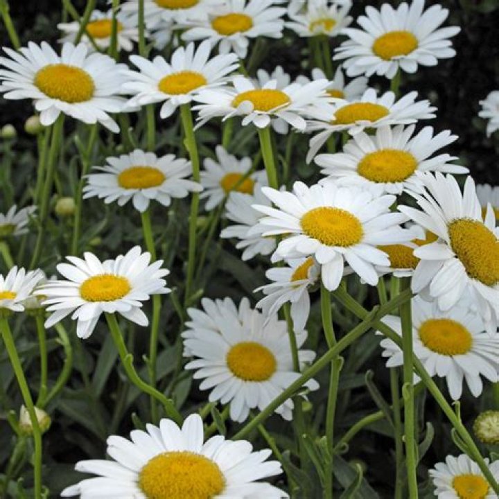 How do you prune a Becky shasta daisy?