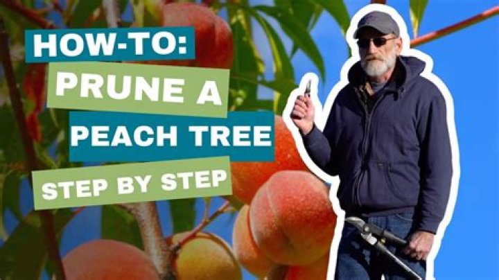 How do you prune a flowering peach tree