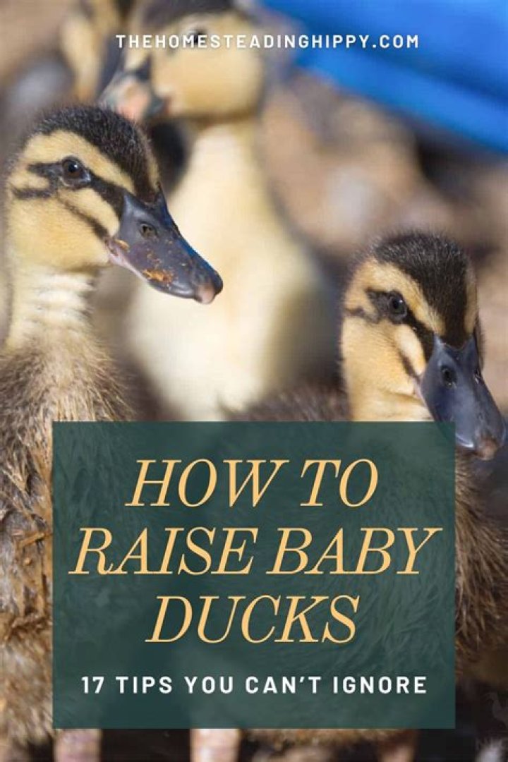 How do you raise baby wood ducks