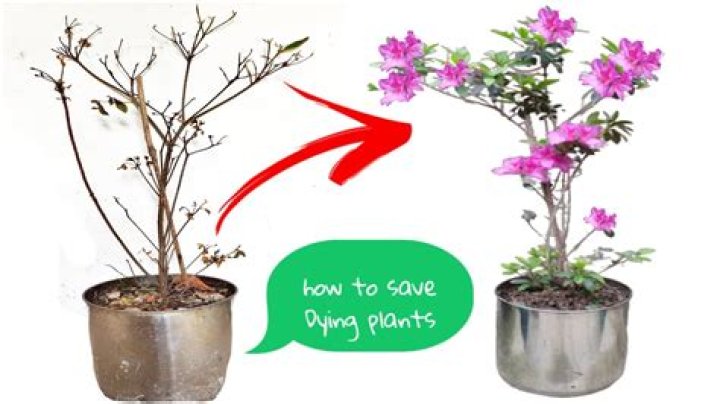 How do you revive a dying Daphne