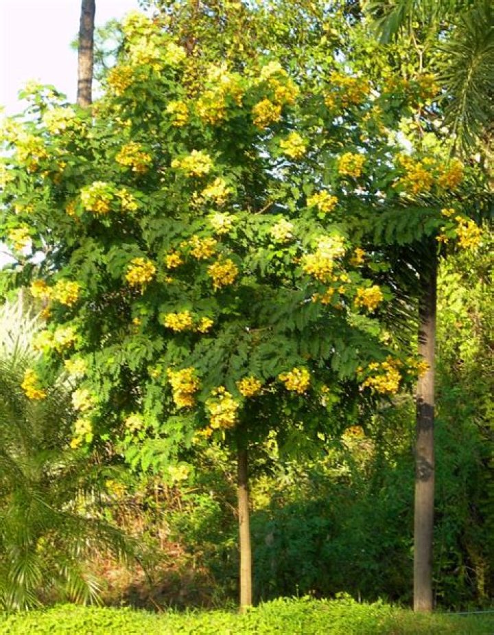 How do you take care of a Cassia tree?