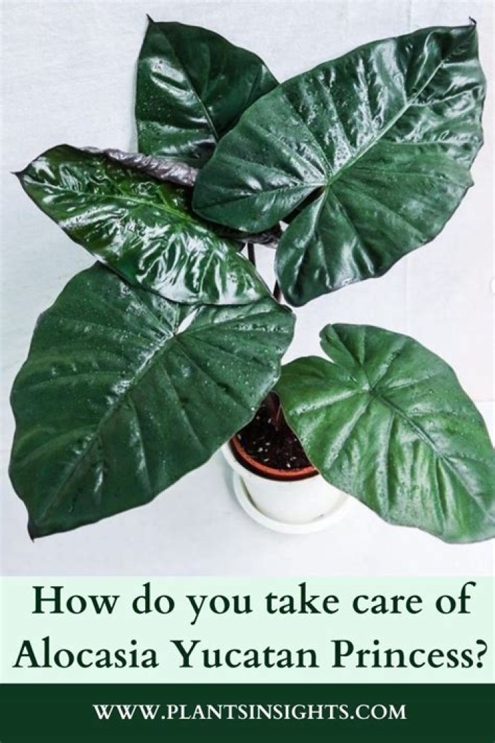 How do you take care of alocasia