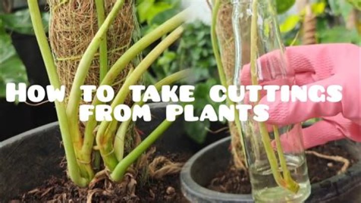 How do you take Viola cuttings?