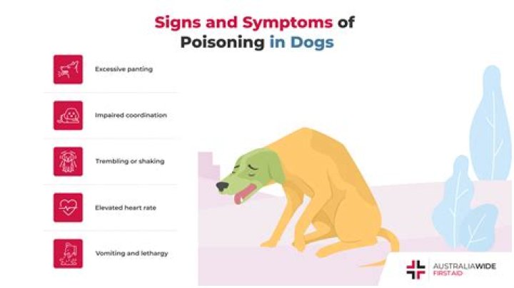 How do you treat camphor poisoning in dogs?