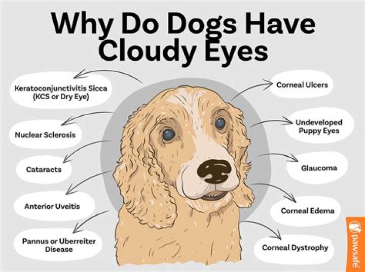 How do you treat cloudy eyes in dogs?