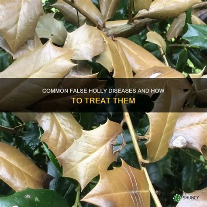 How do you treat fungus on a holly tree?