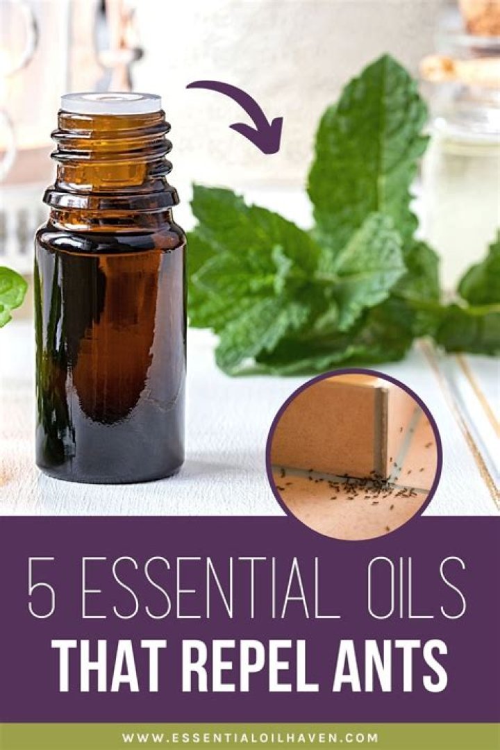 How do you use essential oils to get rid of flies