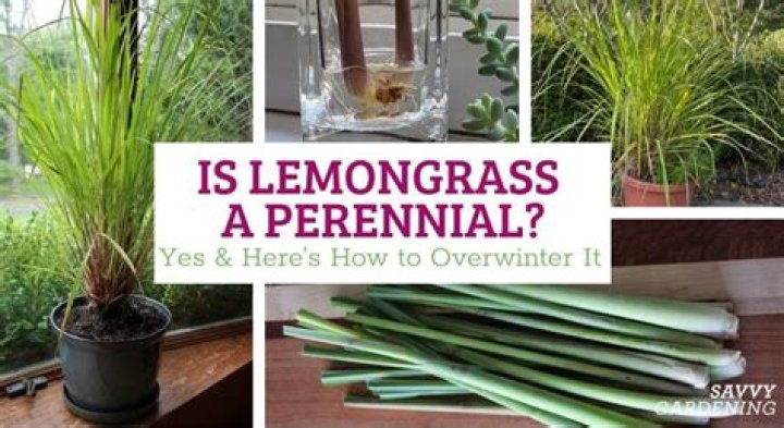 How do you winterize lemongrass