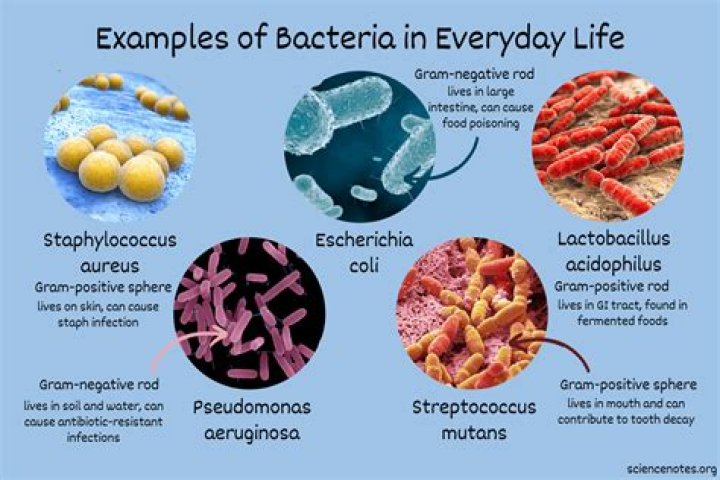How do you write bacteria genus and species?