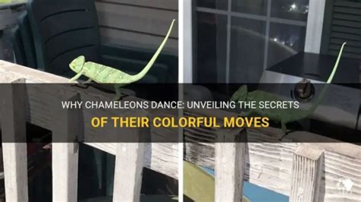 How does a chameleon move?