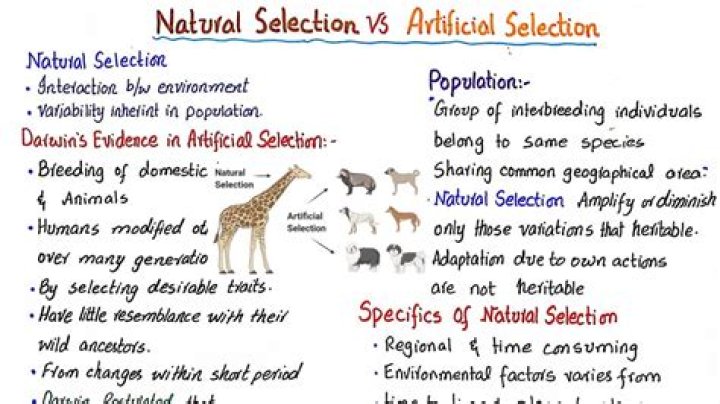How does artificial selection support the theory of evolution?