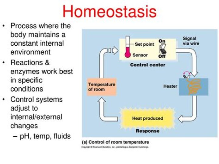 How does blood pH maintain homeostasis
