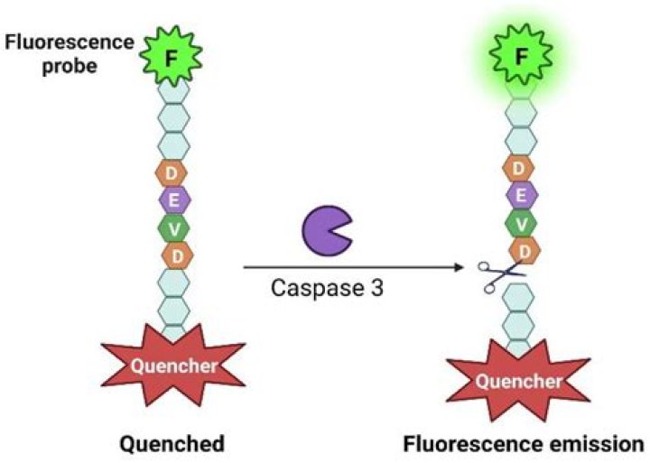 How does caspase-3 and 7 cause apoptosis?