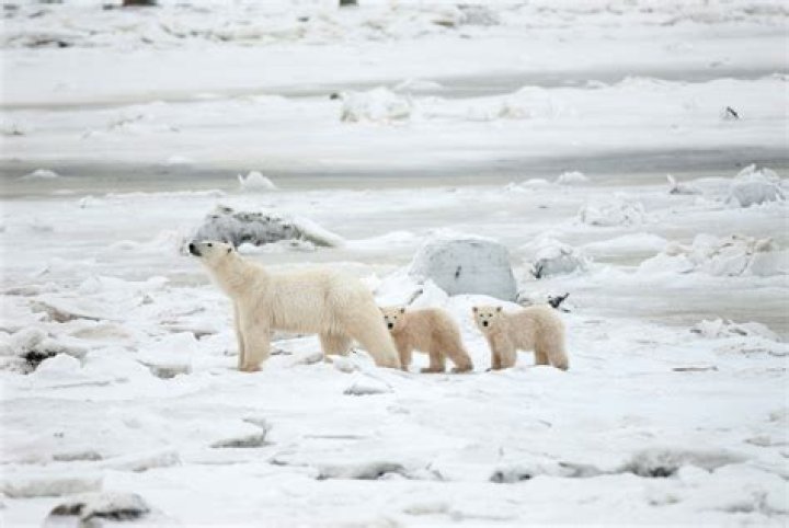 How does global warming affect polar bears habitat?