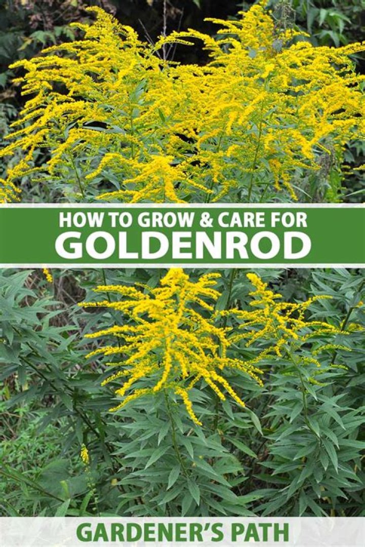 How does goldenrod grow