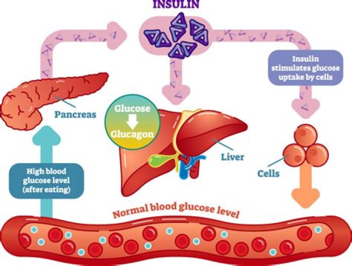How does high blood sugar damage cells