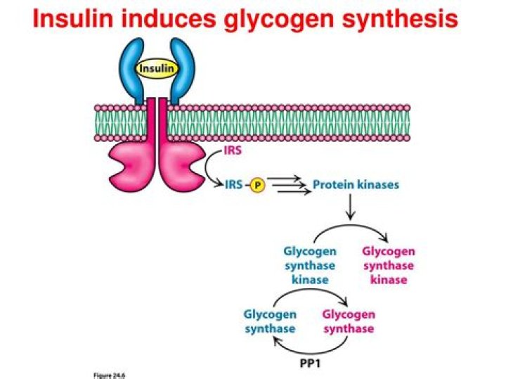 How does insulin stimulate glycogen synthesis?