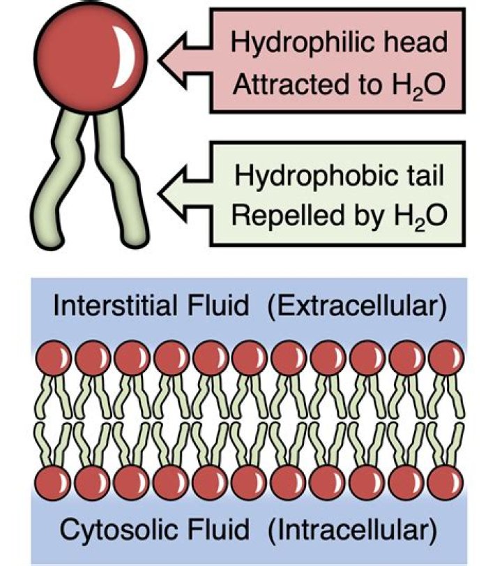 How does lipids being Amphipathic affect the cell membrane