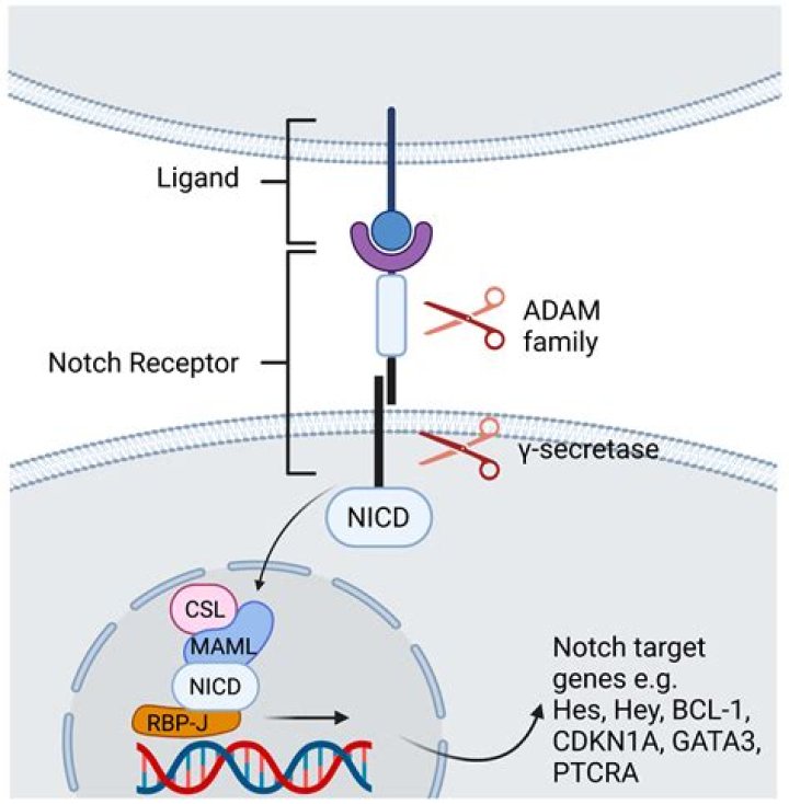 How does Neurilemma play a role in regeneration