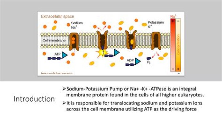 How does the ATPase pump work
