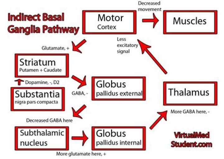 How does the basal ganglia work