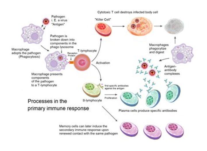 How does the immune system respond to malaria?
