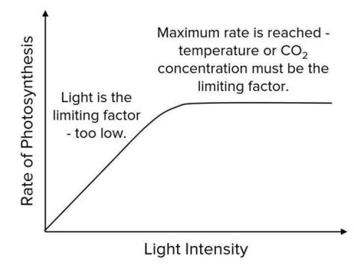 How does the light intensity affect the rate of photosynthesis?