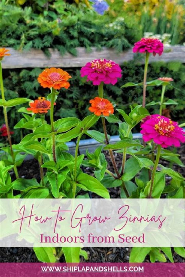 How far apart do you plant zinnias?
