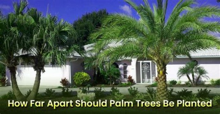 How far apart should I plant areca palm?