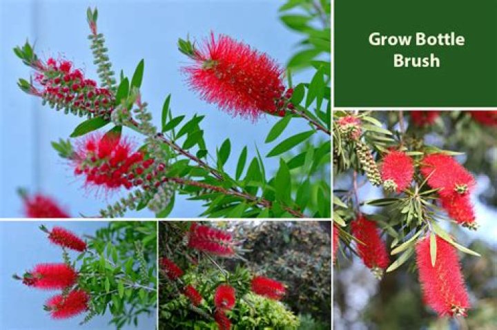 How fast do bottle brush bushes grow?