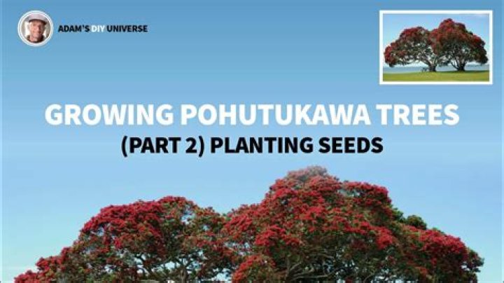 How fast do pohutukawa trees grow?
