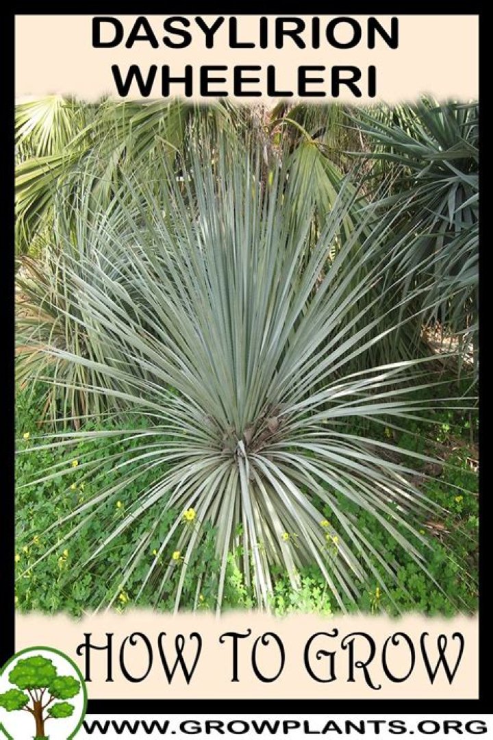 How fast does Dasylirion Wheeleri grow?