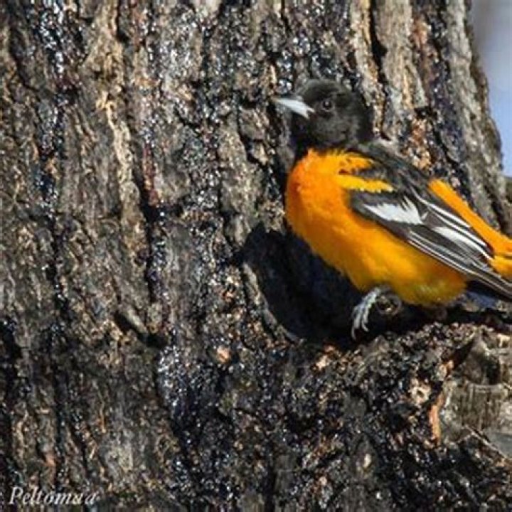 How long do Baltimore Orioles stay around