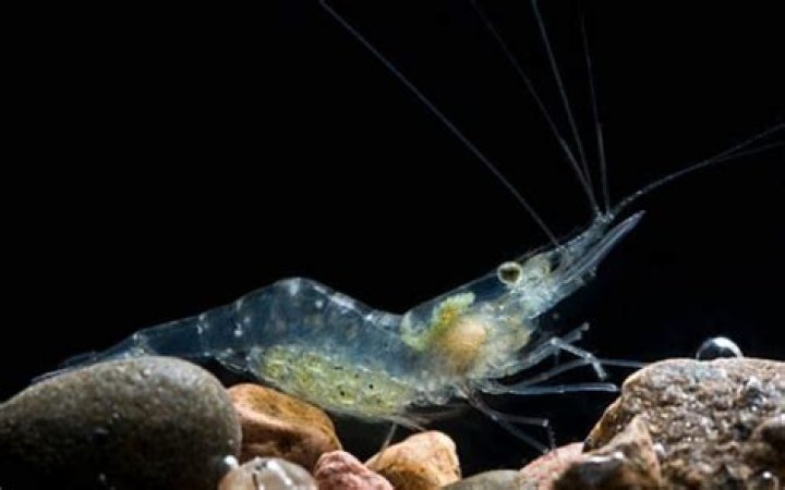 How long do ghost shrimp carry eggs?