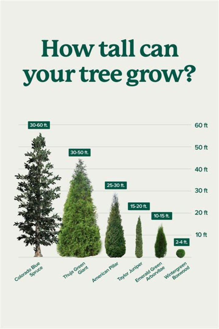How long do larch trees take to grow