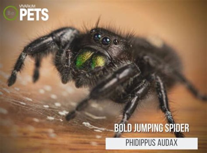 How long do Phidippus jumping spiders live?