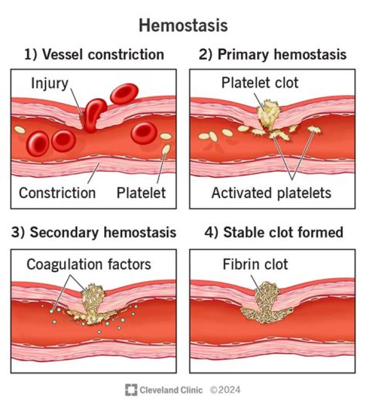 How long does a fibrin clot last?