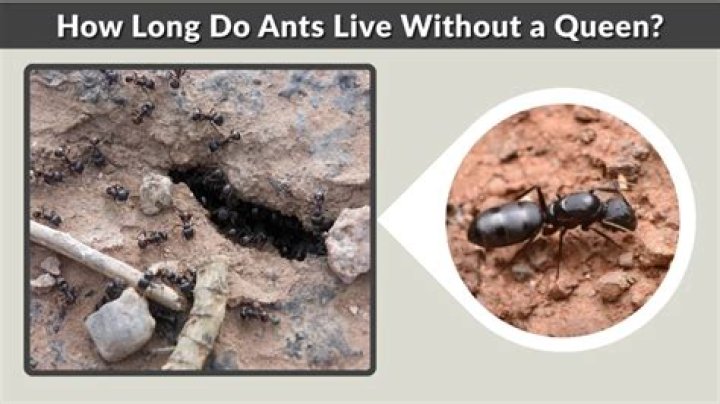 How long does an ant live without a queen