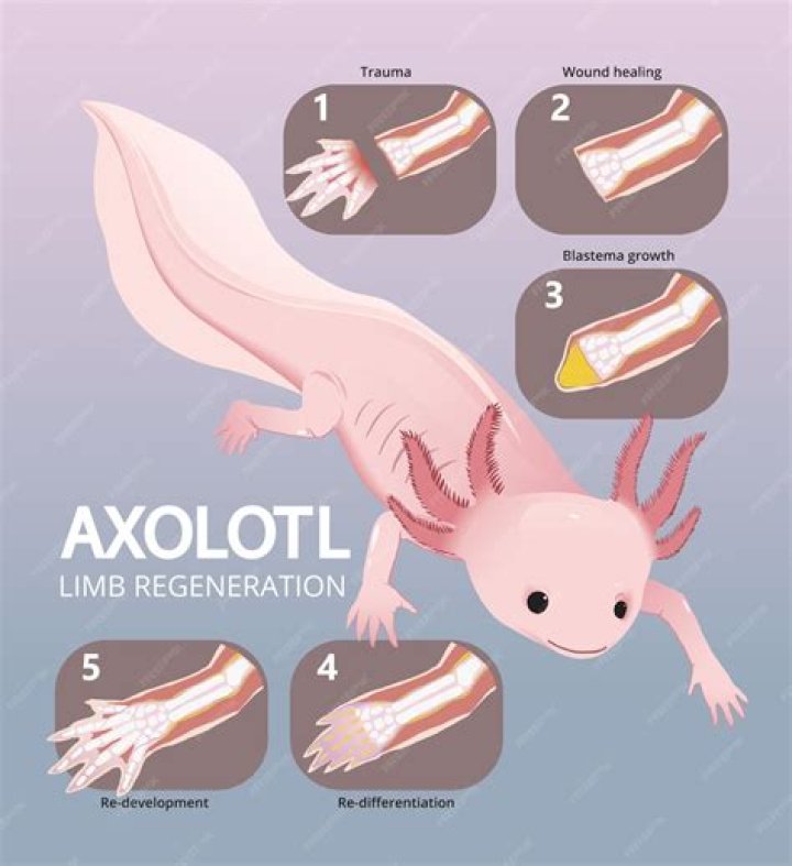 How long is an axolotl pregnant for