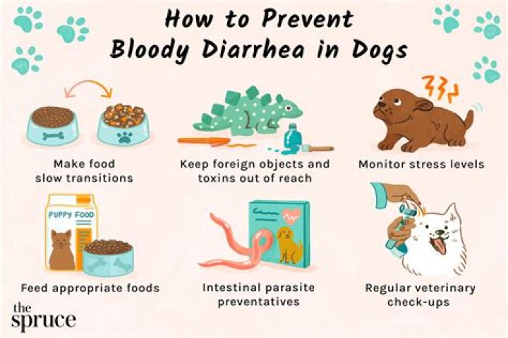 How long will a puppy have diarrhea after changing food?