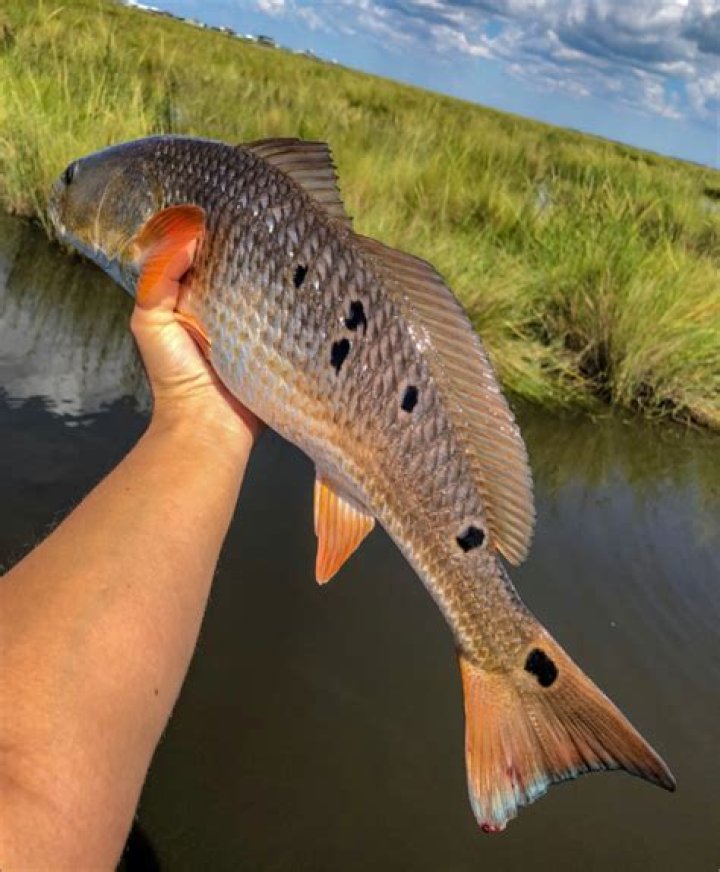 How many acres is Anacoco Lake?