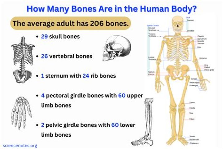 How many bones does the human body have at adulthood