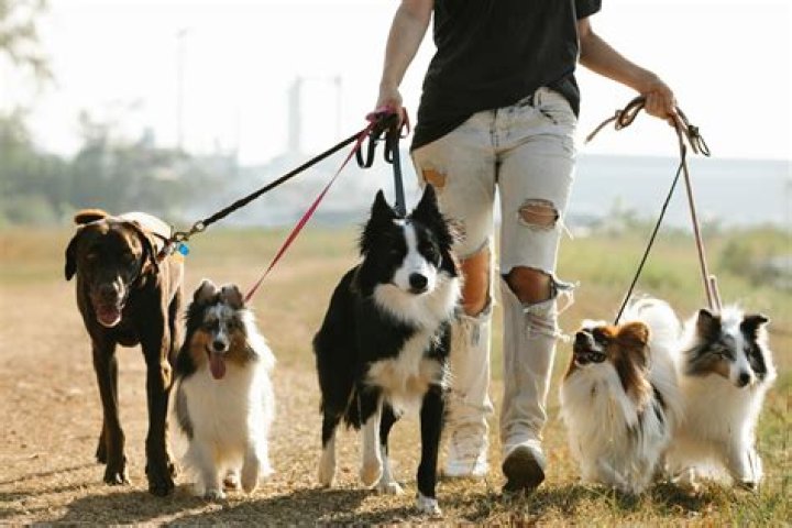 How many dogs can you own in Midland TX?