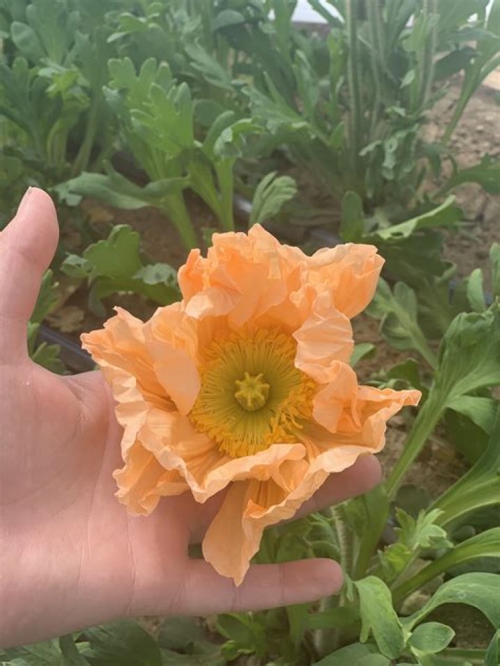 How many petals does an Icelandic poppy have